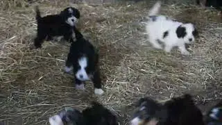 Miniature Bernedoodle Puppies For Sale