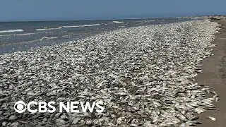 Tens of thousands of dead fish wash up on Texas coast