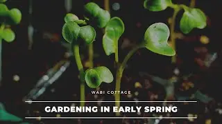Seedling and Planning for Spring/Balcony Garden 2022/Trồng c&acirc;y trong vườn/4k - Wabi Cottage