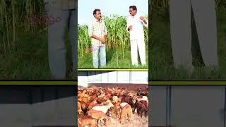 #NLM scheme 50 లక్షల సబ్సిడీ.. ఎవరు అర్హులంటే ? #livestock #farming #schemes