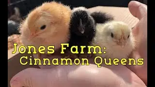 Jones Farm: Cinnamon Queens