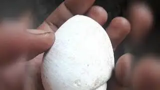 Mollusca?