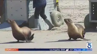 4 sea lion pups released into ocean in Marina del Rey