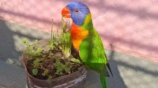 &ldquo;Cute Lorikeet Eating Grass 🦜🌿 | Satisfying & Peaceful Bird Video&rdquo;