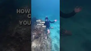 Готовы обменять воздух на приключения 🐠 #BluePlanetVibes #DiveDay #AdventureAwaits #IntoTheBlue