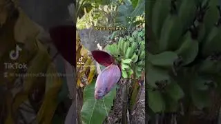 Banana Hearts are high in nutrients and used in various Filipino dishes. 😋 #philippines #video