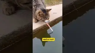 मछली का रंगदारी #funny #funnyanimals #13million #फनीपेट्स #animals #comedy #thetharpuns #heharpuns