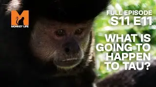 They Make A Tough Decision For Tau's Future | Season 11 Episode 11 | Full Episode | Monkey Life