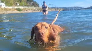 Vizsla loves the beach on a wednesday afternoon