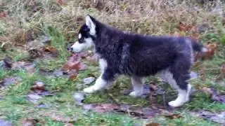 siberian husky  weibchen von asti langhaarig