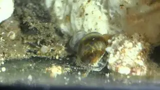 Marginella dragging fishhead P7201507