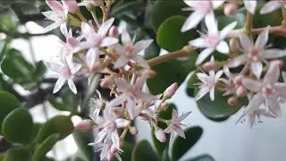 &iquest;CUANDO FLORECE EL ARBOL DE JADE?