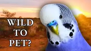 Parakeet Facts & History: Everything About Budgies | Birds 101