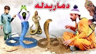 Da Maar Badla | Pashto New Funny Video 2025| Pashto new short drama |Kharo gull Vines #tutigullvines