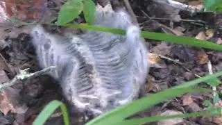Rib cage of an animal undergoing some sort of fungi/mold decomposition in The Villages, Florida