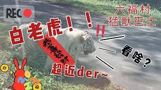 六福村猛獸巴士               白老虎、孟加拉虎、狒狒、非洲獅子 根本幾乎都貓科動物！！！