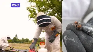 Op stap met verdelger Aziatische hoornaar tijdens paartijd