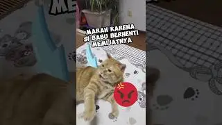 Kucing ini marah karena berhenti di pijat 😾
