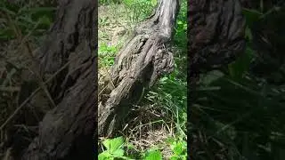 Innesti di vite a Gemma vegetante( attaccune), a due gemme, su vite di circa 60 anni