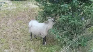 Villsau p&aring; Uthella spiser sitkagran