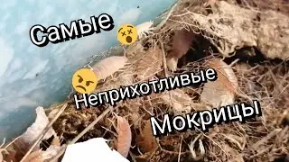 Самые неприхотливые мокрицы  для содержания дома. Porcellionides pruinosus 