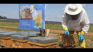 Valor compartido en las plantas renovables de Carmona
