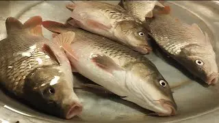 Fresh Carp Fish New Video #Vairal #fish