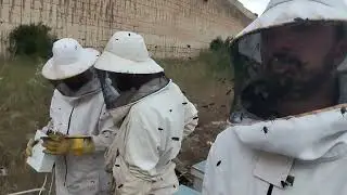BEE VENOM EXTRACTION