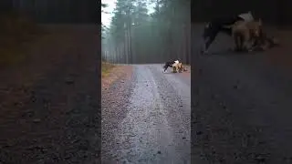 Ambush on the Quiet Road 🕳️ Watch This Clever Cat Attack #MeowMeowTime #Pets #Viral