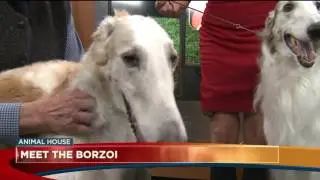 Meet the Borzoi