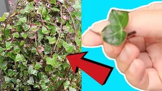 How to Quickly Propagate Wax Ivy Plant : 3 Month Updates