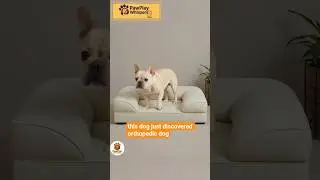 Orthopedic Bed For Dogs #petsupplies #dogsbed #bestpetsupplies #cutedogs