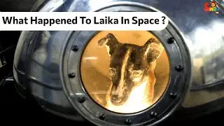 What Happened To Laika In Space? #education  #animation  | Space Dog