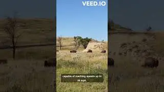 Bison | Bison Fight | Bison Meat  😮 🔥🔥#shorts #short #trending
