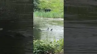 Coots fighting by locking the feet and forcing underwater
