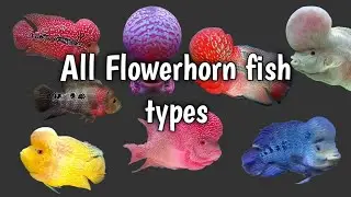 Types of flowerhorn / With Hidden Wild