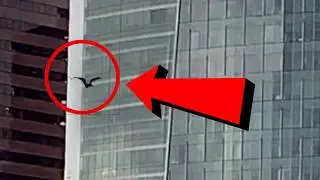2 Mothman Hanging on the Microsoft Building and flying away Caught on Tape