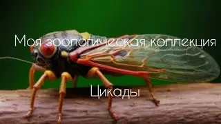 Цикады (Cicadidae), (huechys fusca) [членистоногие]