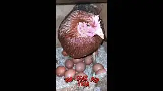 Hyline hen, the best eggs - laying chicken breeds ! shorts