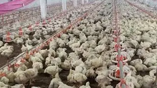 plate knocking by supervisor to check the health status of broiler without movement stress