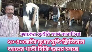 ২০- ৪০কেজি মুন্ডি ফ্রিজিয়ান জাতের দুধের গাভী হরদম বিক্রি চলছে জাকের ডেইরী ফার্ম কলাতিয়া