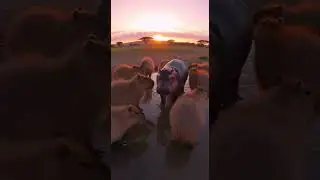 Cutest Animal Moments That Will Melt Your Heart! 🐶🐱😂 Adorable Fails, Dances & Epic Adventures