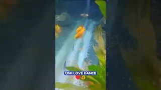 HAPPY DANCING FISH | Lumagavlog #dancingfish #happyfish #lumagavlog