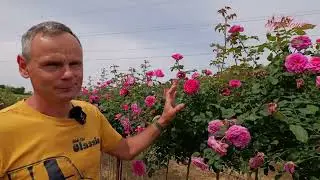 Pachnąca r&oacute;ża angielska w formie drzewka. R&oacute;ża pienna 'Gabiel Oak'.