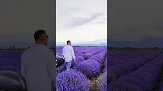 Lavanda ( Essenso ). #lavanda618 #lavander #lavender #flower #flowers #qəbələ