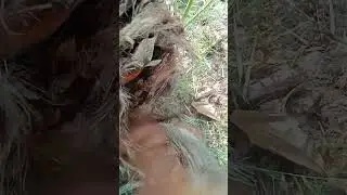 فحص وعلاج النخيل من سوسة النخيل الحمراء