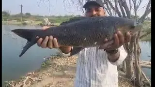 big rohu fish catching by hook|single hook fishing|catch and release small fishes|triple hookfishing