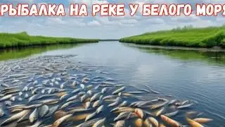 Рыбалка на реке в близи белого моря. 