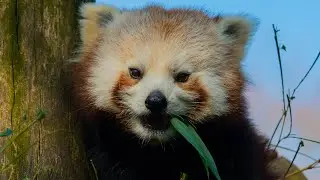 RED PANDA (AILURUS FULGENS) / CZERWONA PANDA 8K