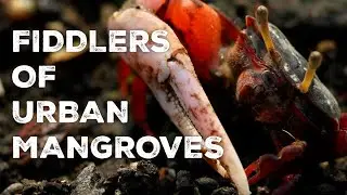 FIDDLERS of URBAN MANGROVES | A natural history film on fiddler crabs